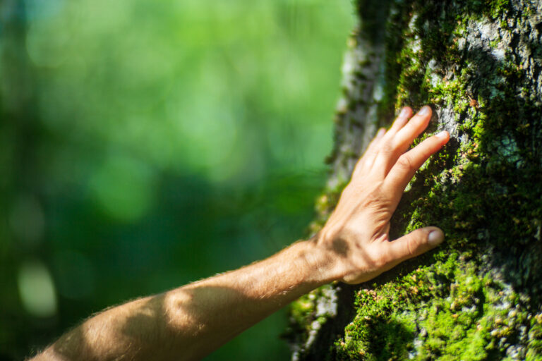 A man's hand touch the tree trunk close-up. Bark wood.