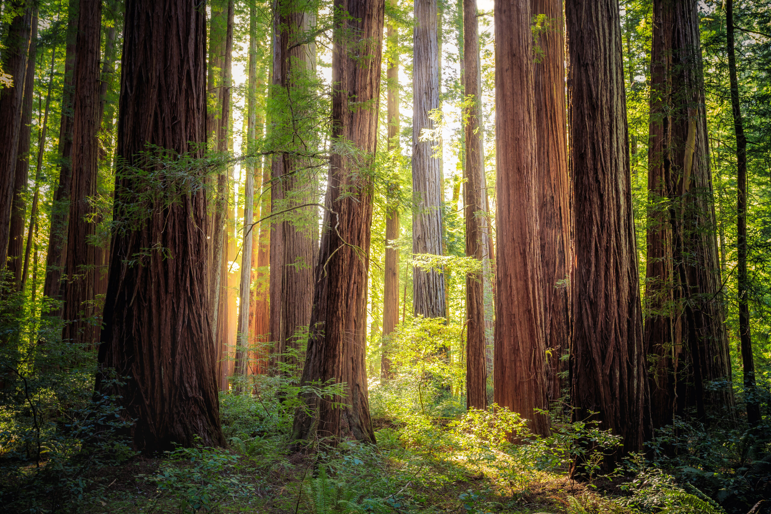 Sunset Views in the Redwood Forest, Humboldt Redwoods State Park, California