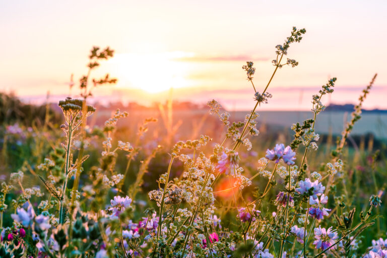 Sunset field